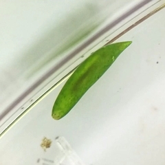 Platyhelminthes