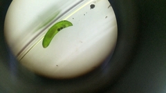 Platyhelminthes