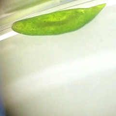 Platyhelminthes