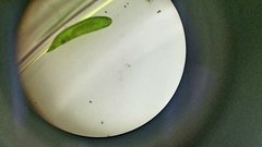 Platyhelminthes
