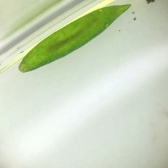Platyhelminthes