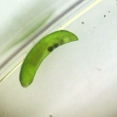 Platyhelminthes