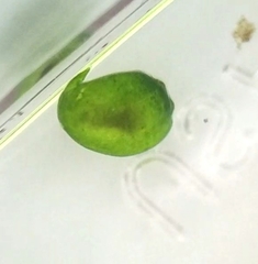 Platyhelminthes