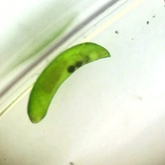 Platyhelminthes