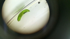 Platyhelminthes