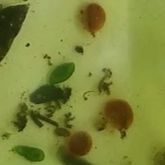 Platyhelminthes
