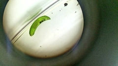 Platyhelminthes