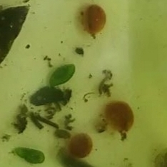 Platyhelminthes