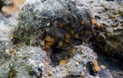 Ascobolus crenulatus