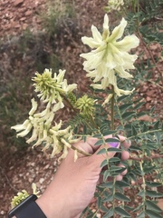 Astragalus praelongus