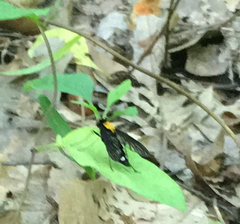 Chrysopilus thoracicus