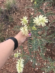 Astragalus praelongus