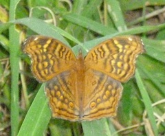 Junonia chorimene