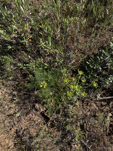 basalt desert parsley (Lomatium filicinum)