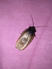 Homoeogamia mexicana