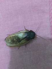 Homoeogamia mexicana