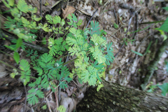 Dicentra cucullaria