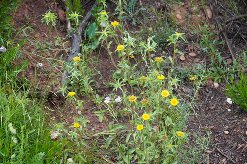 Spiny Starwort