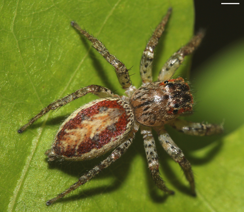 dimorphic jumper