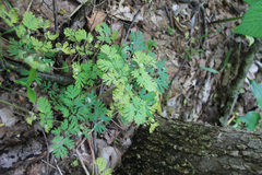 Dicentra cucullaria