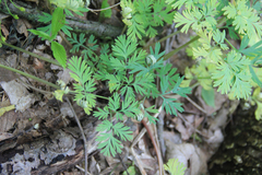 Dicentra cucullaria