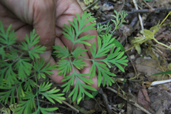 Dicentra cucullaria