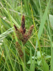 Carex nebrascensis