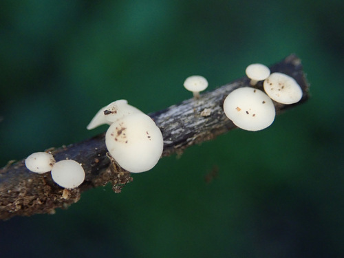 Ash Dieback