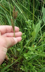 Carex nebrascensis