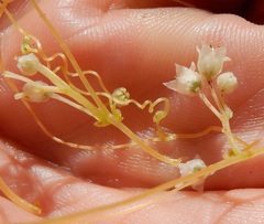 Cuscuta indecora