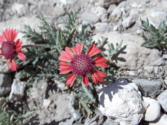 Gaillardia comosa