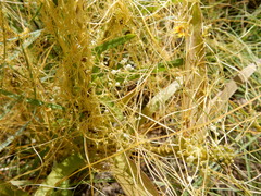 Cuscuta indecora