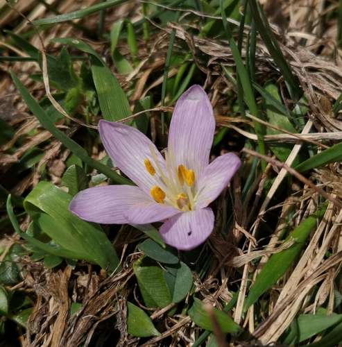 Colchicum trigynum