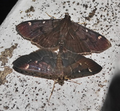 Pramadea ovialis