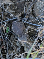 Phrynosoma douglasii
