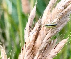 Conocephalus strictus