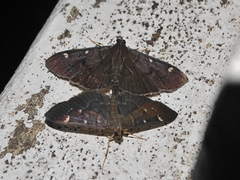 Pramadea ovialis
