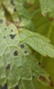 Venturia geranii - Photo (c) zorille, some rights reserved (CC BY-NC), uploaded by zorille