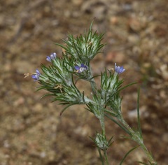 Eriastrum filifolium