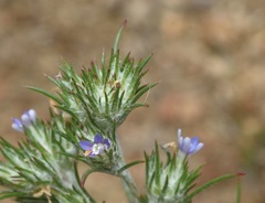 Eriastrum filifolium