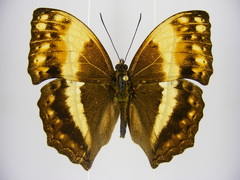 Harma theobene superna