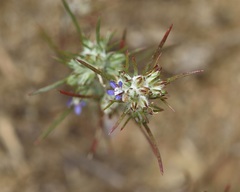 Eriastrum filifolium