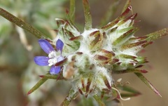 Eriastrum filifolium