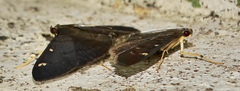 Pramadea ovialis