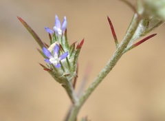 Eriastrum filifolium