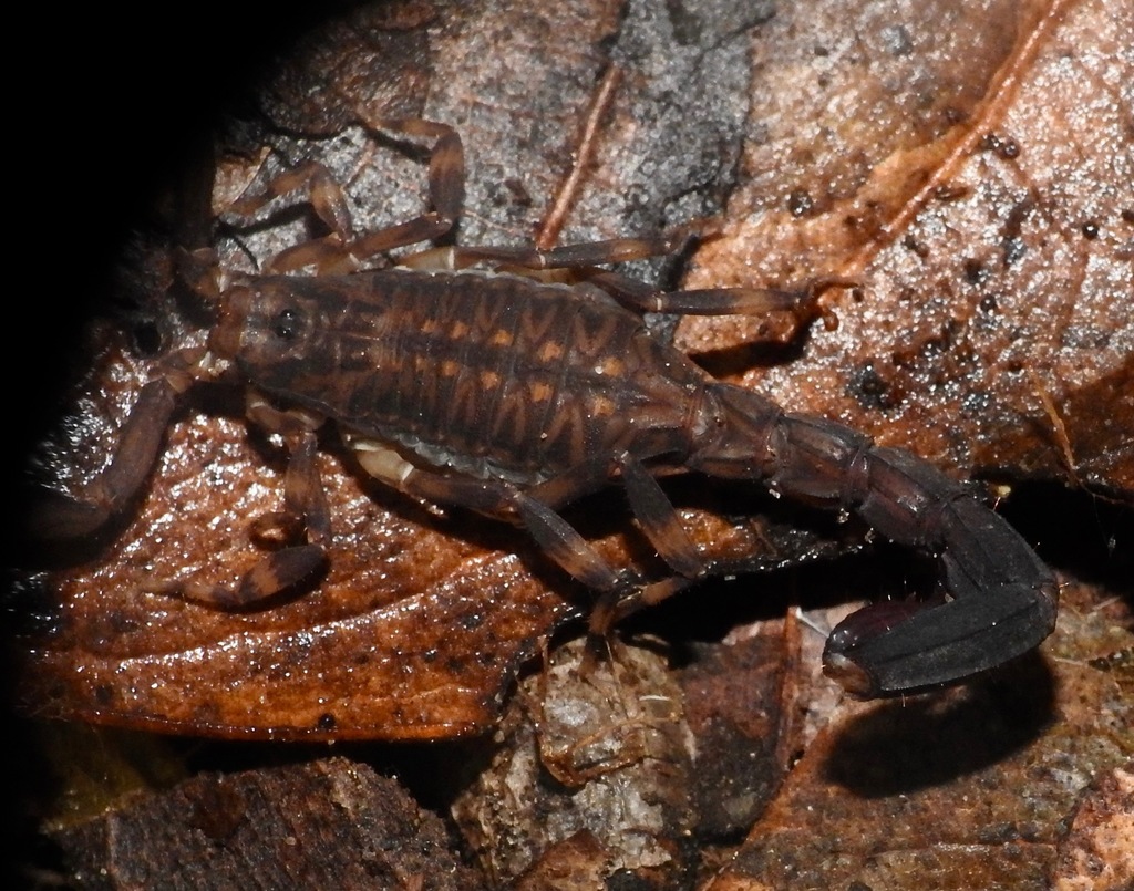 Ananteris