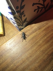 Sarosesthes fulminans