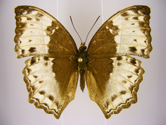 Harma theobene superna