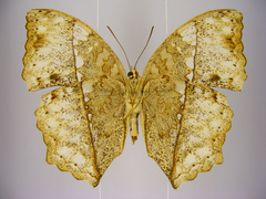 Harma theobene superna