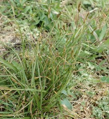 Carex tumulicola